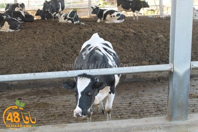 re7la janob (45).JPG